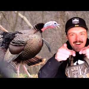 8 Gobblers Chasing 1 Hen! AWESOME Turkey Footage!