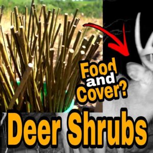 Top Five Shrubs For Deer