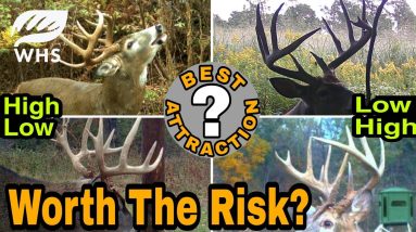 High Risk Mature Buck Attractions - Worth the risk?