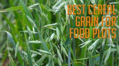 Oats, Winter Wheat, or Rye for Fall Food Plots