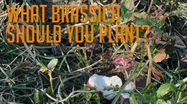 What Brassica Species Should You Plant in Your Food Plot?