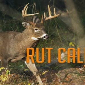Three Tips for Calling During the Rut