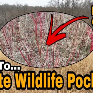 Diversity Pockets For Whitetails And Wildlife