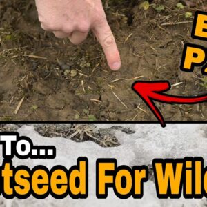 How To Frost Seed For Whitetails And Wildlife