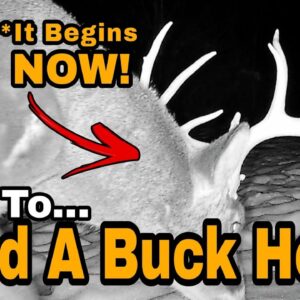 Why You Don't See More Bucks On your Land