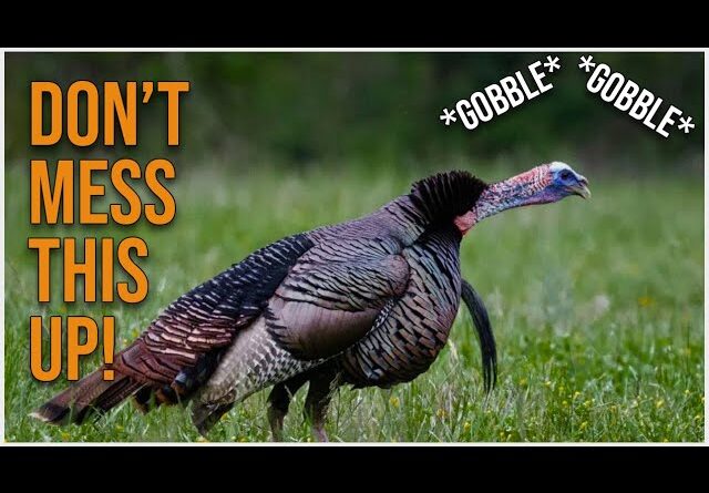 Mistakes You Make After Hearing A Turkey Gobble