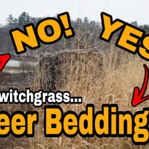 Switchgrass For Deer Bedding