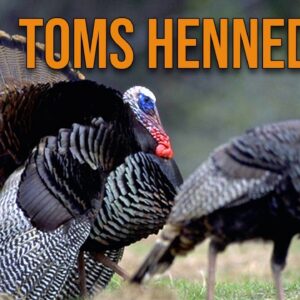 How to Turkey Hunt When the Toms Are Henned Up