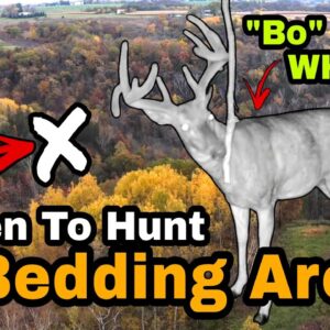 Best Time To Hunt A Buck Bedding Area