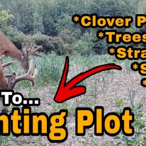 How To Plant A Clover Hunting Plot