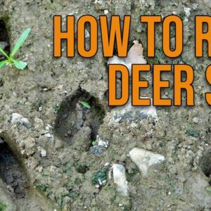 How to Read Deer Sign!