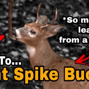 Tips For Hunting Spike Bucks