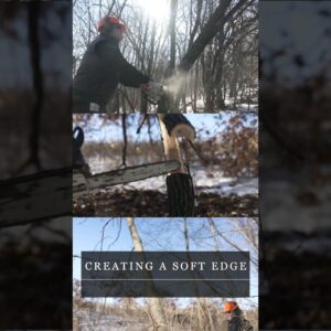 Chainsawing A Whitetail and Wildlife Edge #deerhabitat #deerbedding