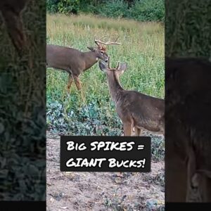 Why I LOVE Growing Spike Bucks! #deerhunting #shorts